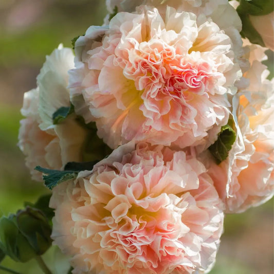 Hollyhock Seeds - Double Chater's Rose