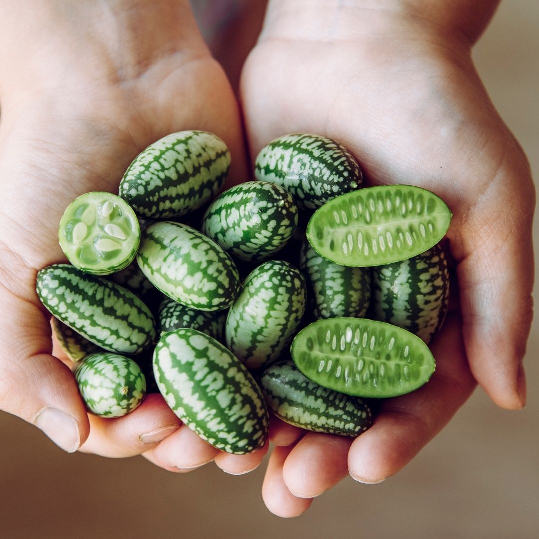 Cucamelon Seeds - Mouse Melon - Circle Farms seeds