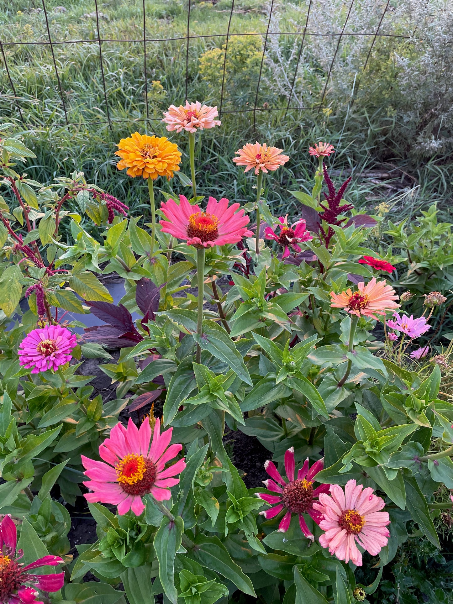 Zinnia - Giant Dahlia & Cactus Farm Mix