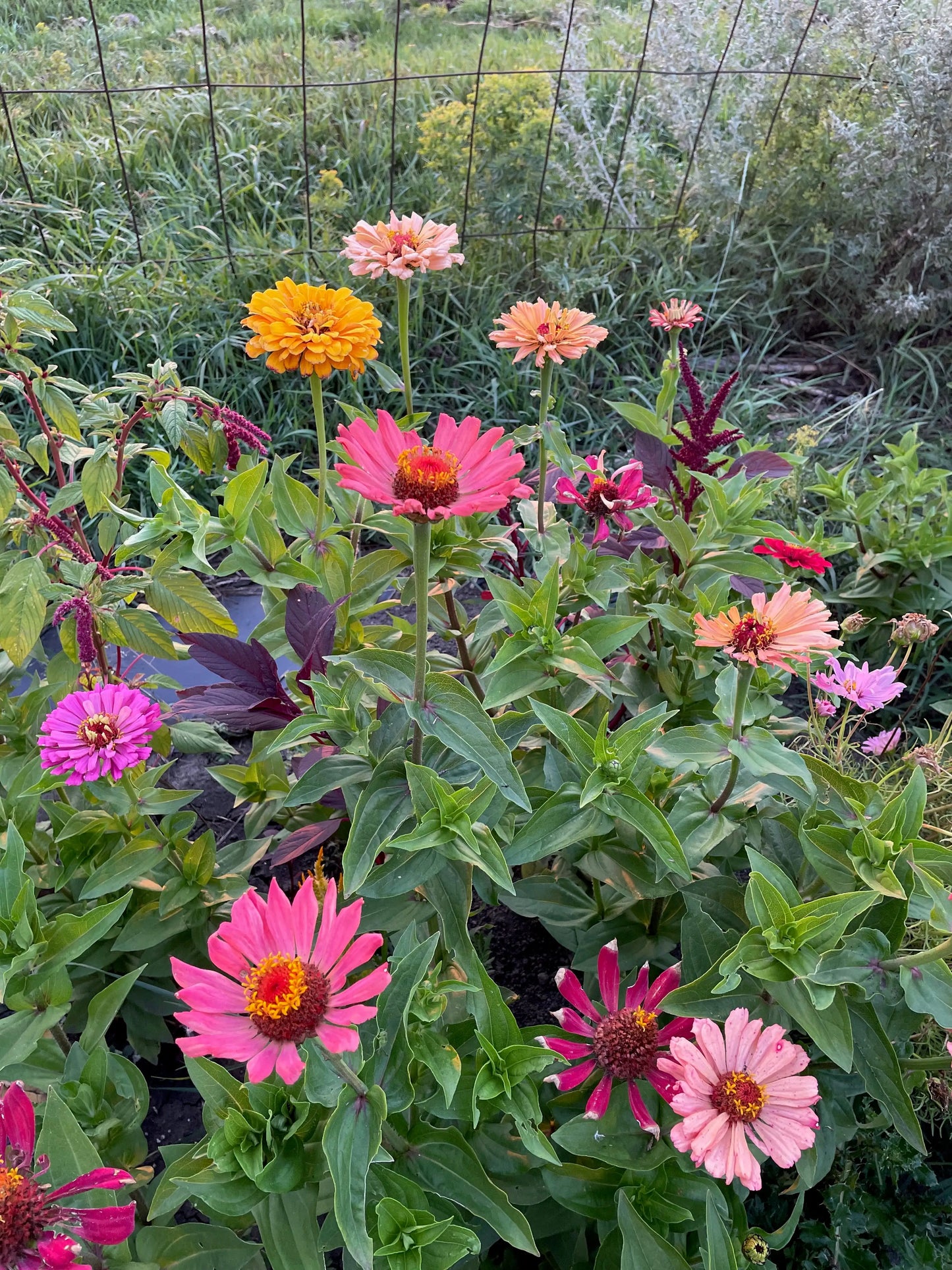 Zinnia Seeds - Giant Dahlia & Cactus Farm Mix