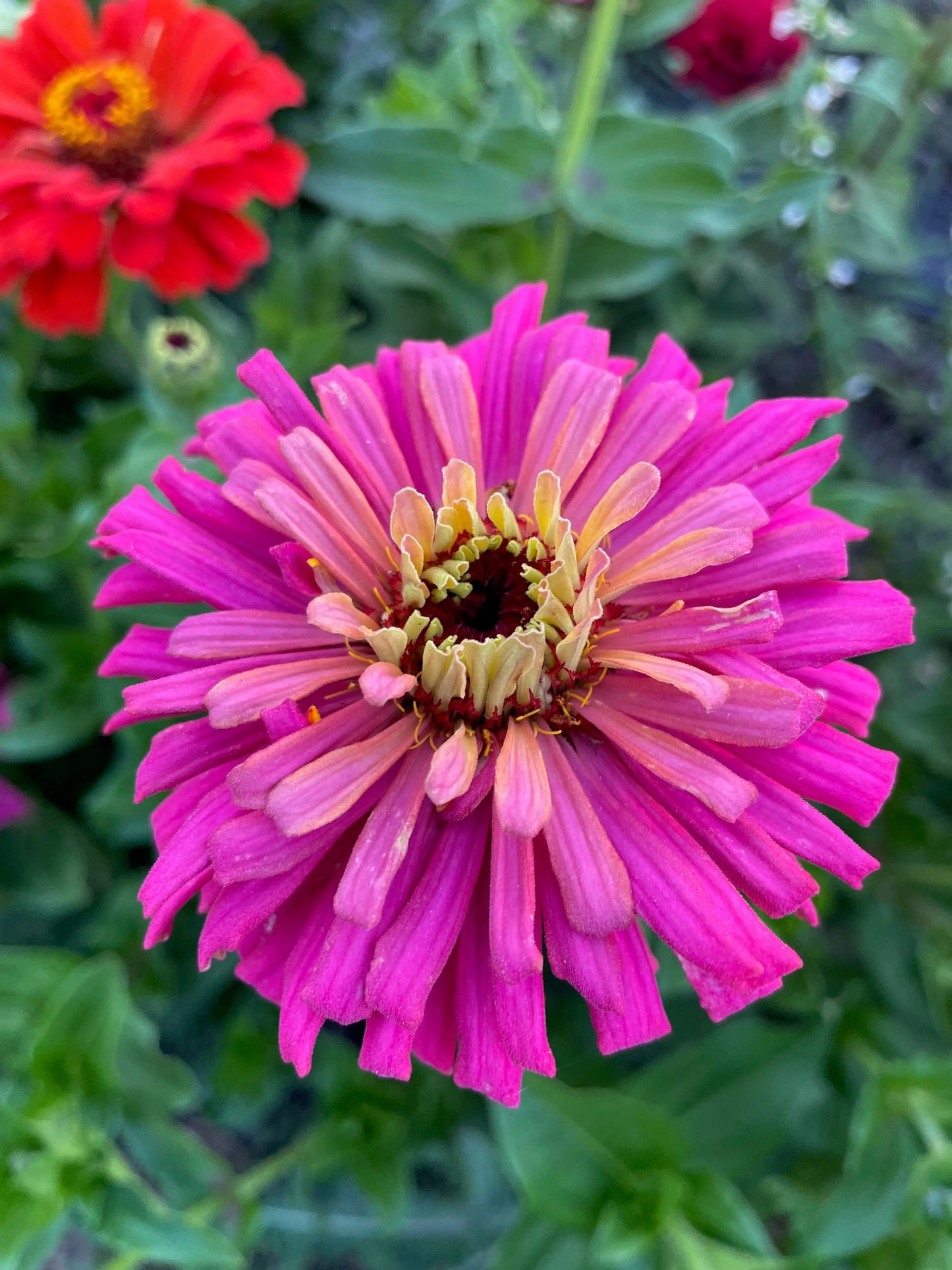 Zinnia Seeds - Giant Dahlia & Cactus Farm Mix