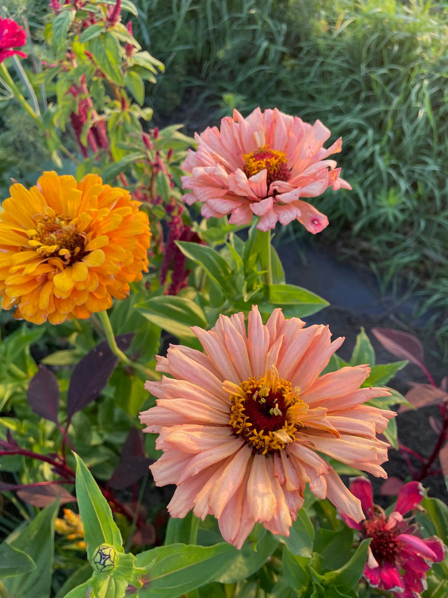 Zinnia Seeds - Giant Dahlia & Cactus Farm Mix