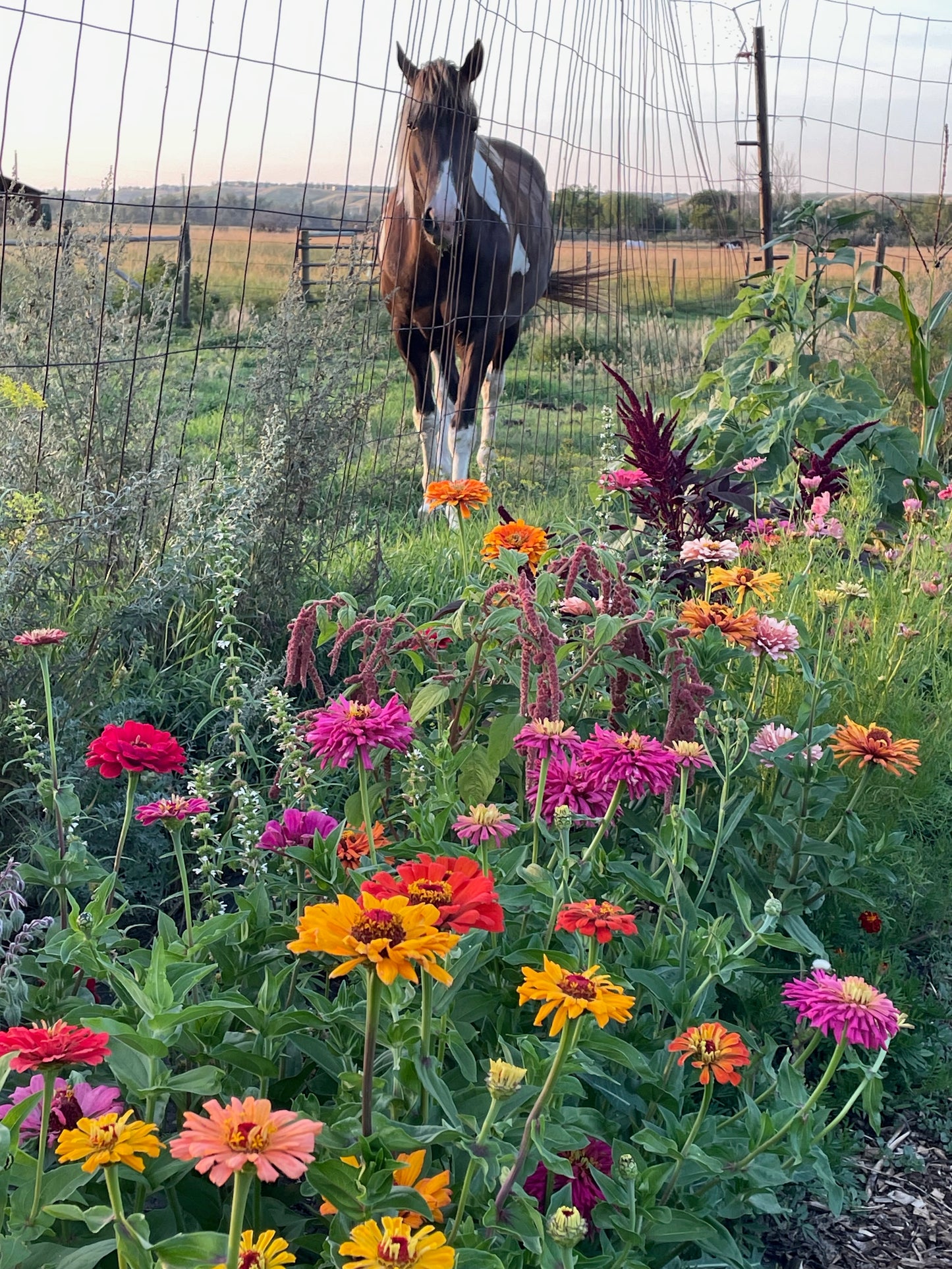 Zinnia - Giant Dahlia & Cactus Farm Mix