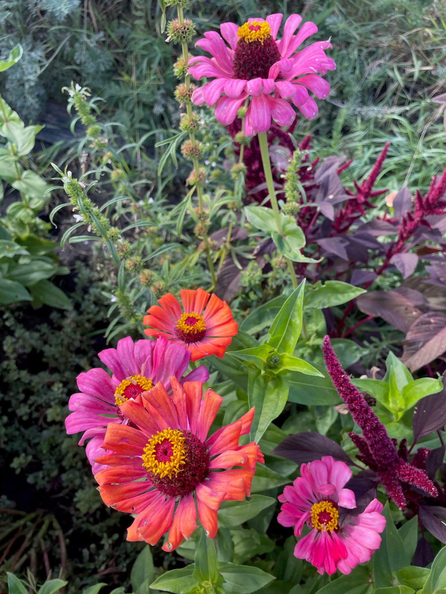 Zinnia Seeds - Giant Dahlia & Cactus Farm Mix