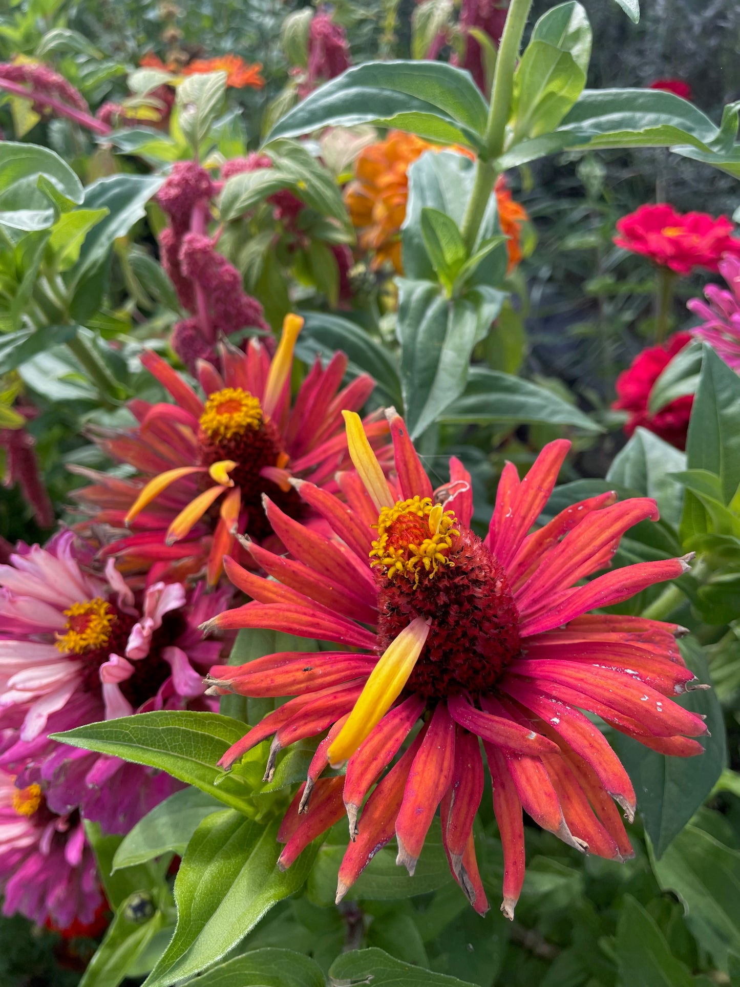 Zinnia - Giant Dahlia & Cactus Farm Mix
