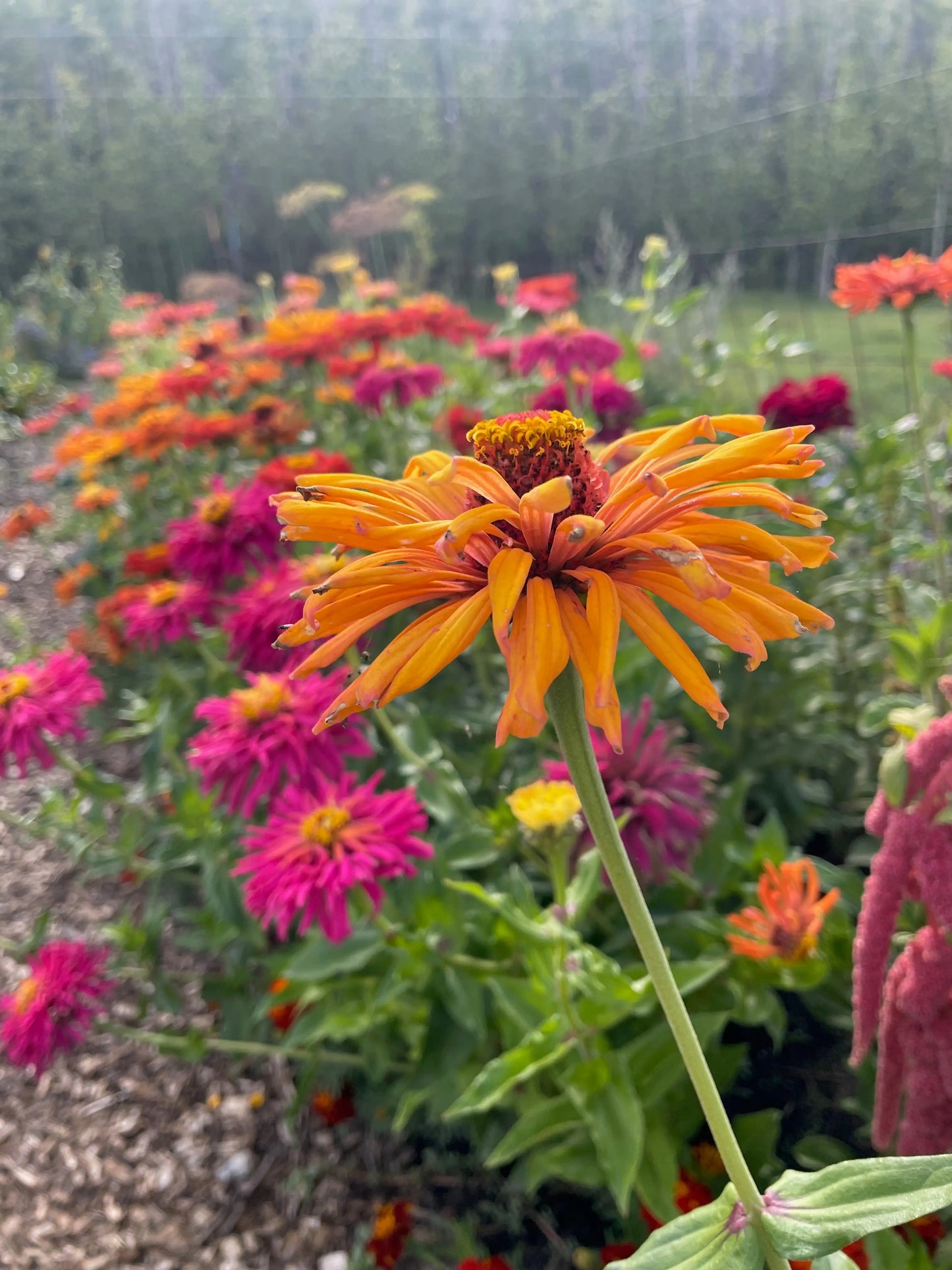 Zinnia Seeds - Giant Dahlia & Cactus Farm Mix