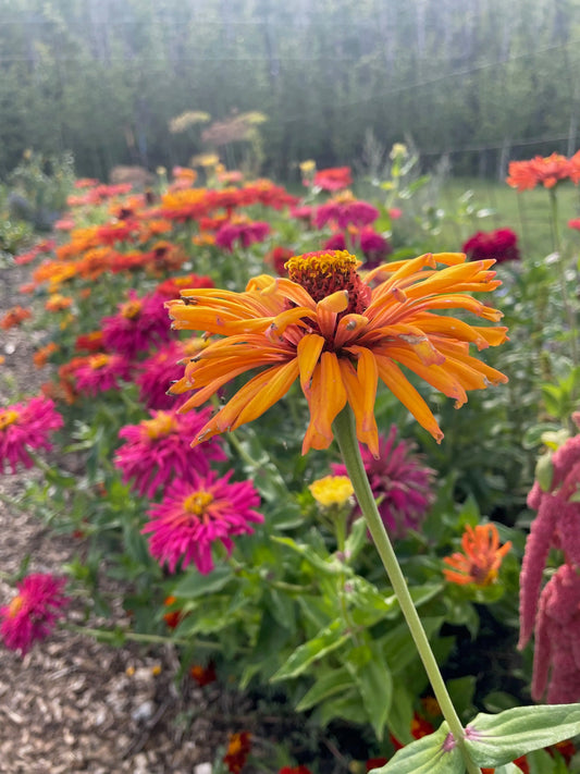 Zinnia Seeds - Giant Dahlia & Cactus Farm Mix
