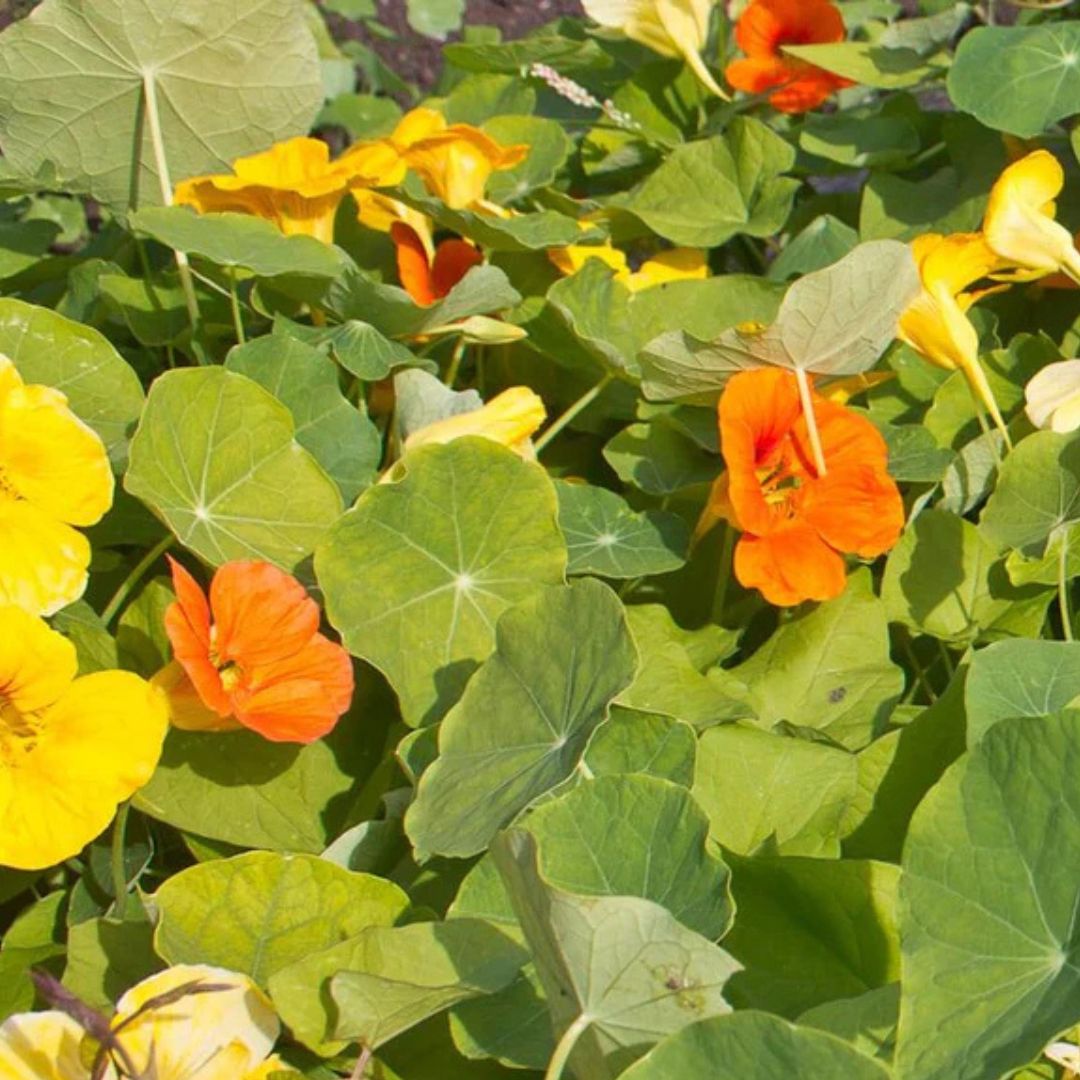 Nasturtium Seeds - Jewel Mix