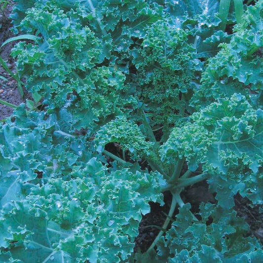 Blue Curled Kale - Circle Farms seeds