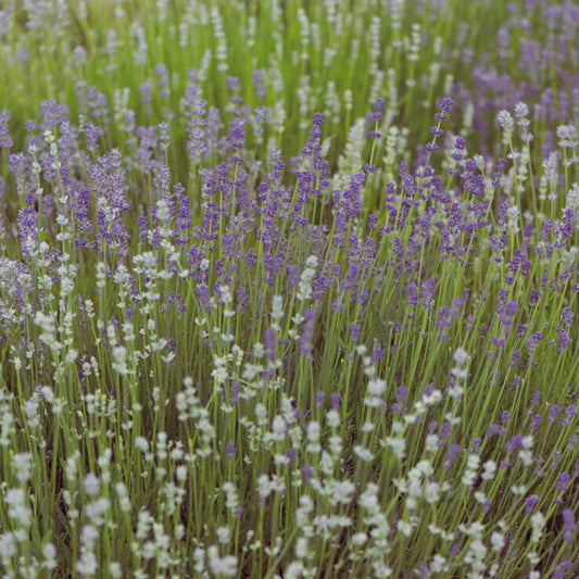 Lavender Seeds - Dwarf Munstead  Mix (Organic)