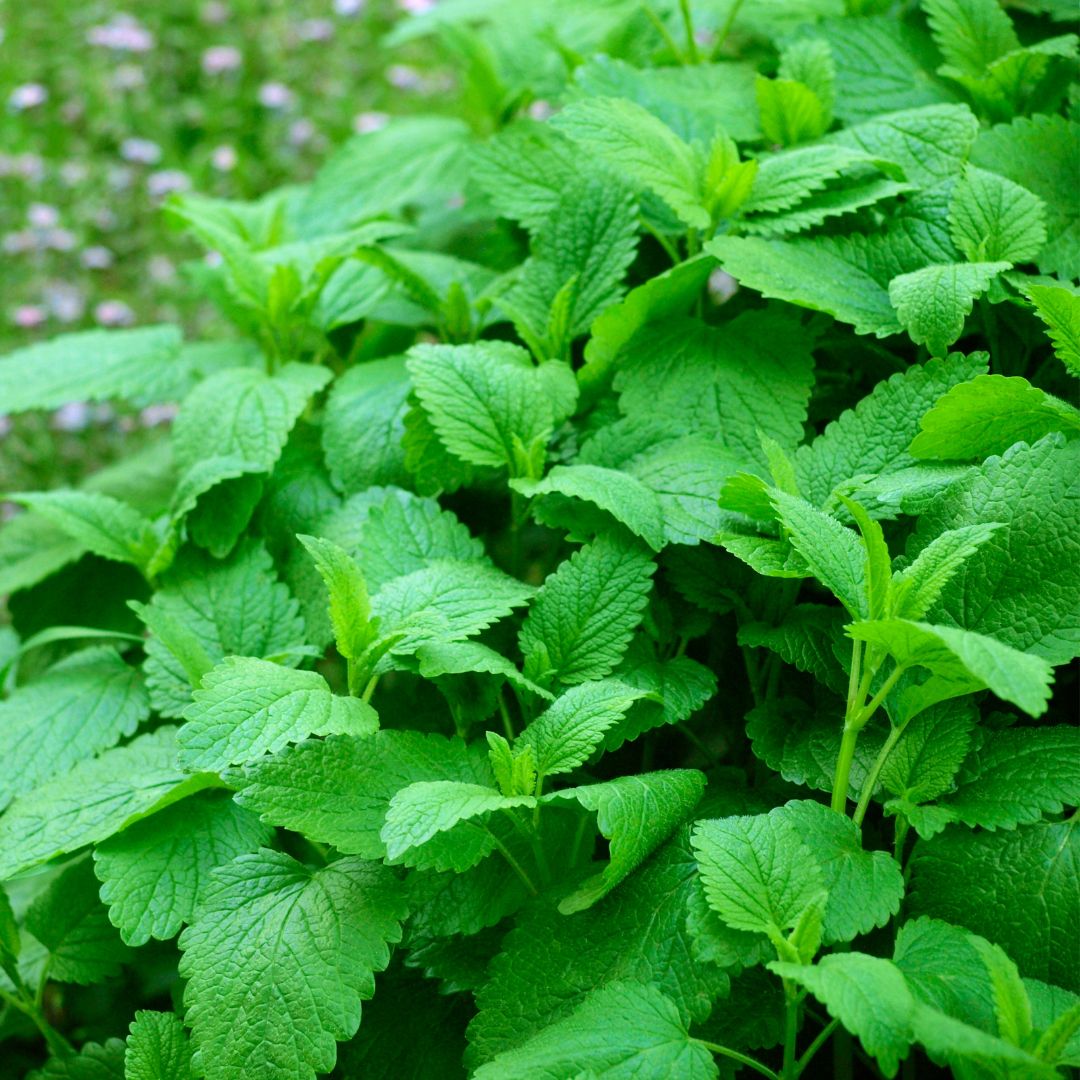 Lemon Balm Seeds