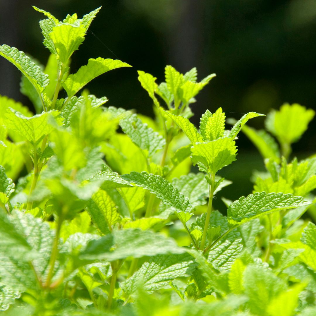 Lemon Balm Seeds