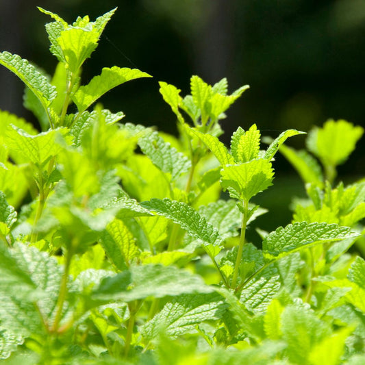 Lemon Balm Seeds
