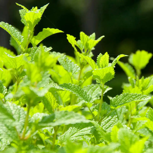 Lemon Balm Seeds
