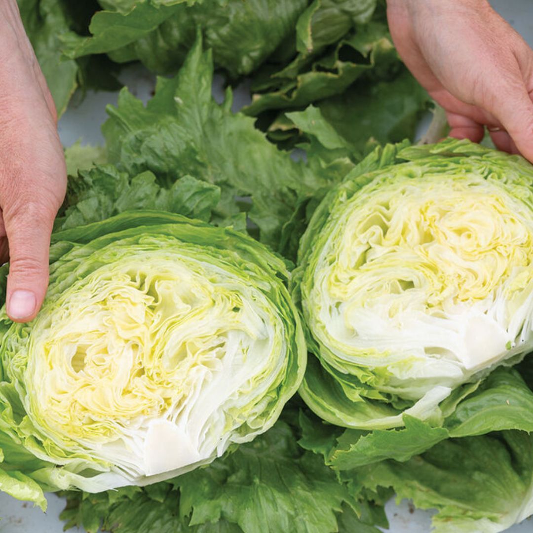 Lettuce Seeds - Iceberg Pint Size