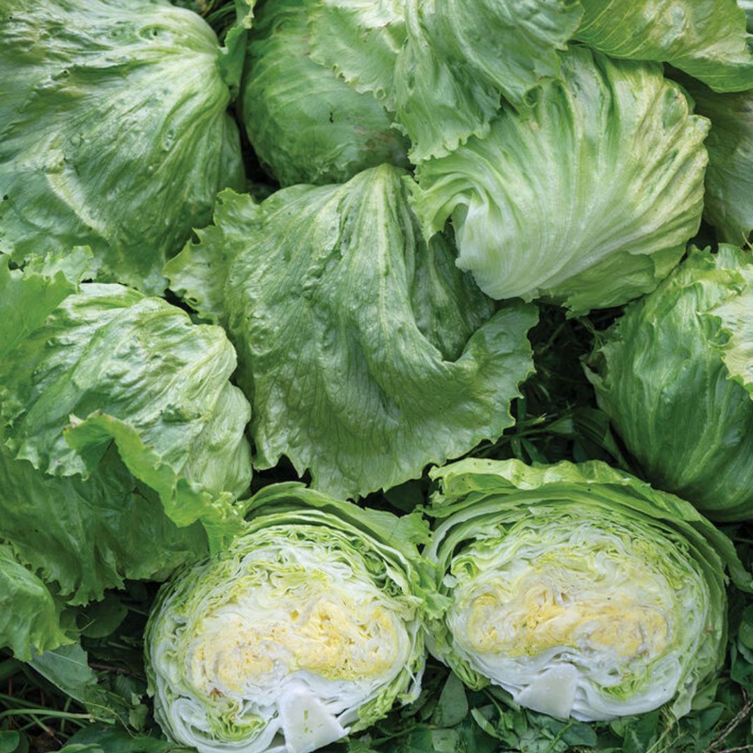 Lettuce Seeds - Iceberg Pint Size