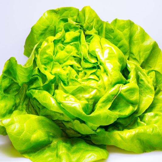 Tom Thumb Lettuce