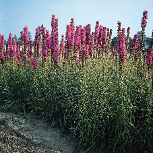 Liatris - Florist Strain Violet