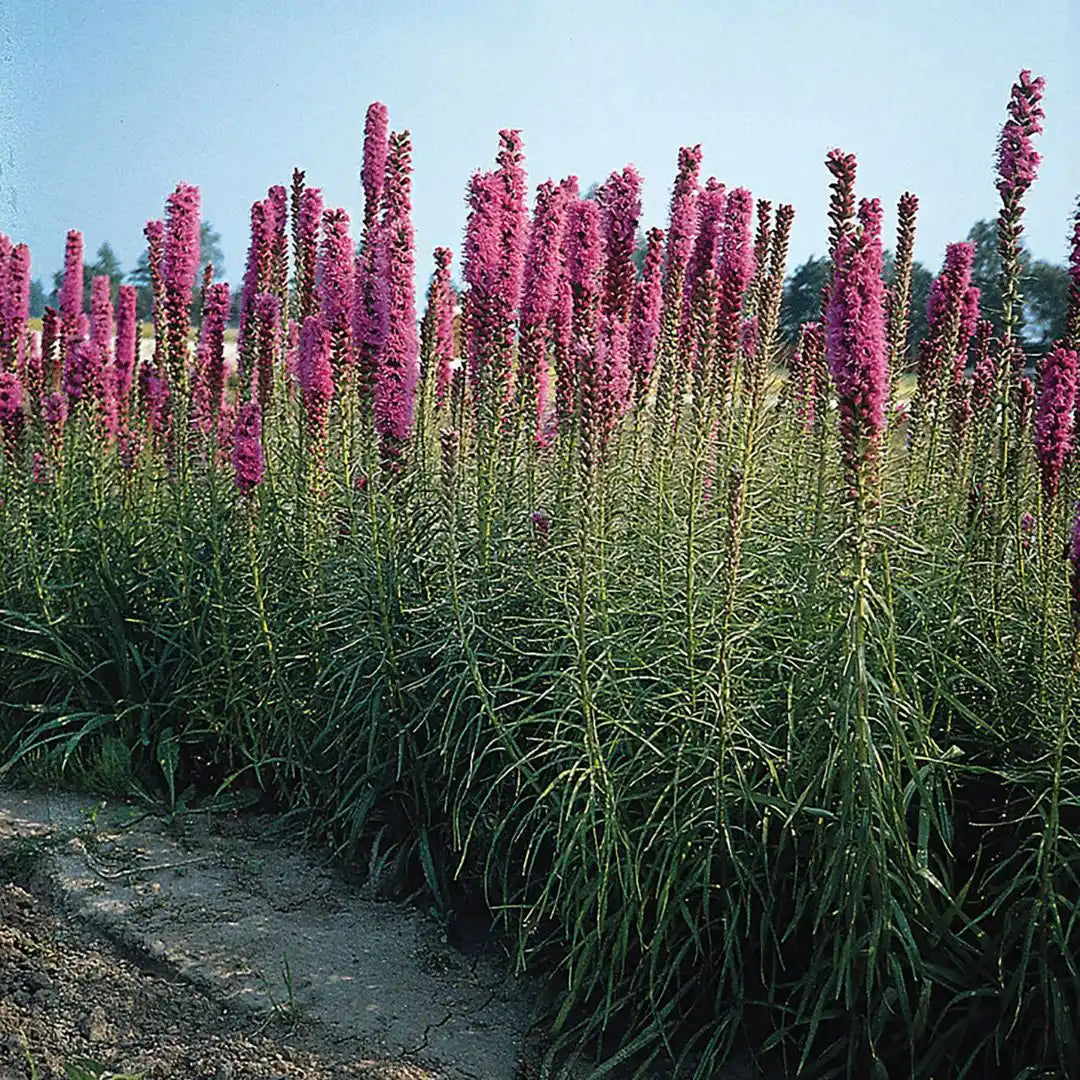 Liatris - Florist Strain Violet