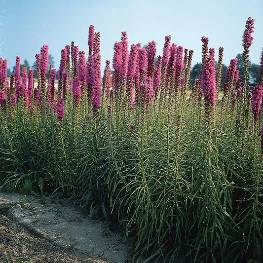Liatris - Florist Strain Violet