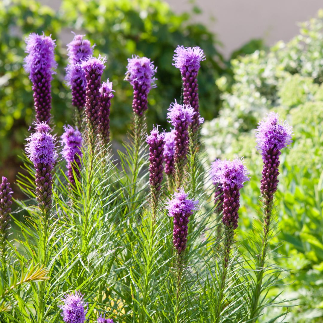 Liatris - Florist Strain Violet