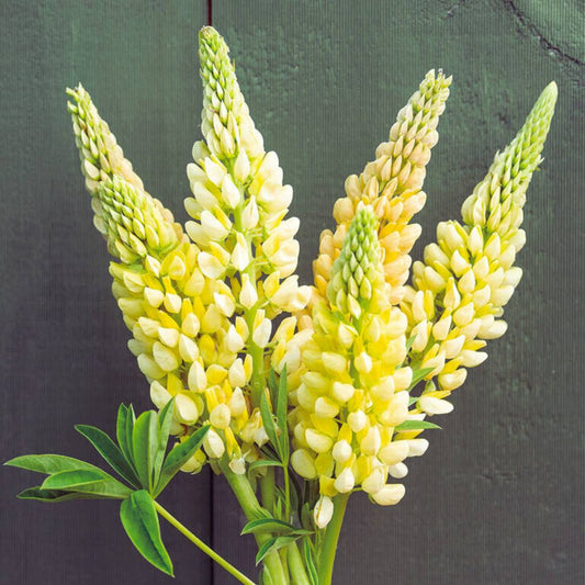 Lupine Seeds - Chandelier