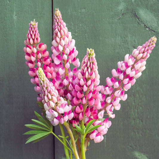 Lupine Seeds - Chatelaine