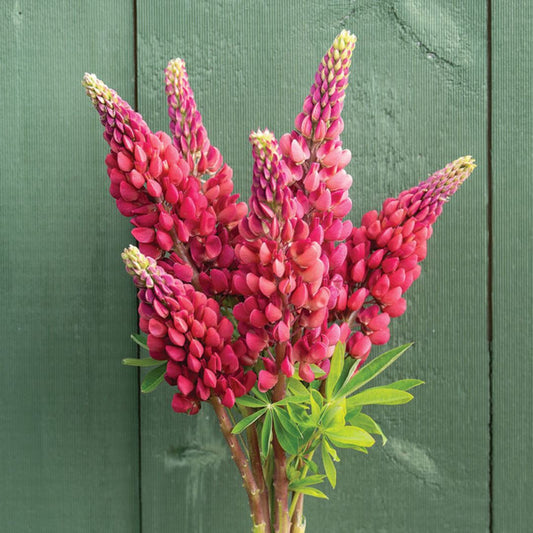 Lupine Seeds - My Castle