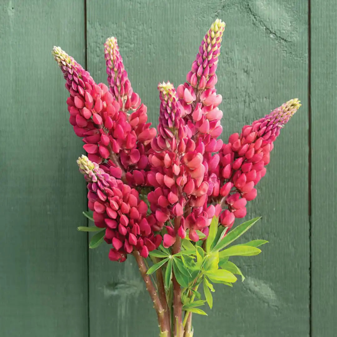 Lupine Seeds - My Castle