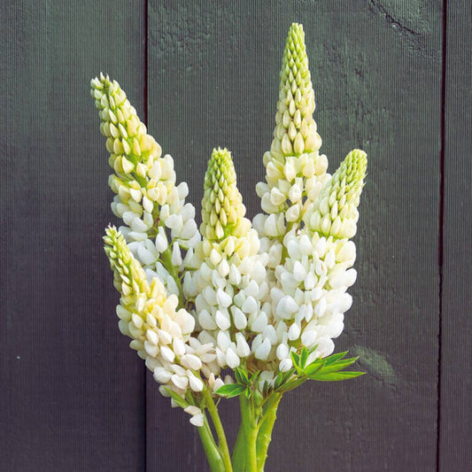 Lupine Seeds - Nobel Maiden