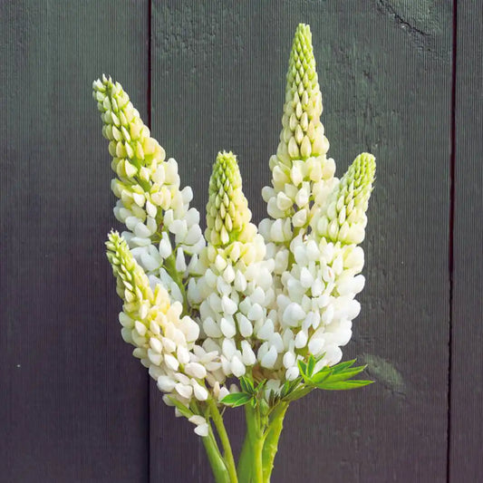 Lupine Seeds - Noble Maiden