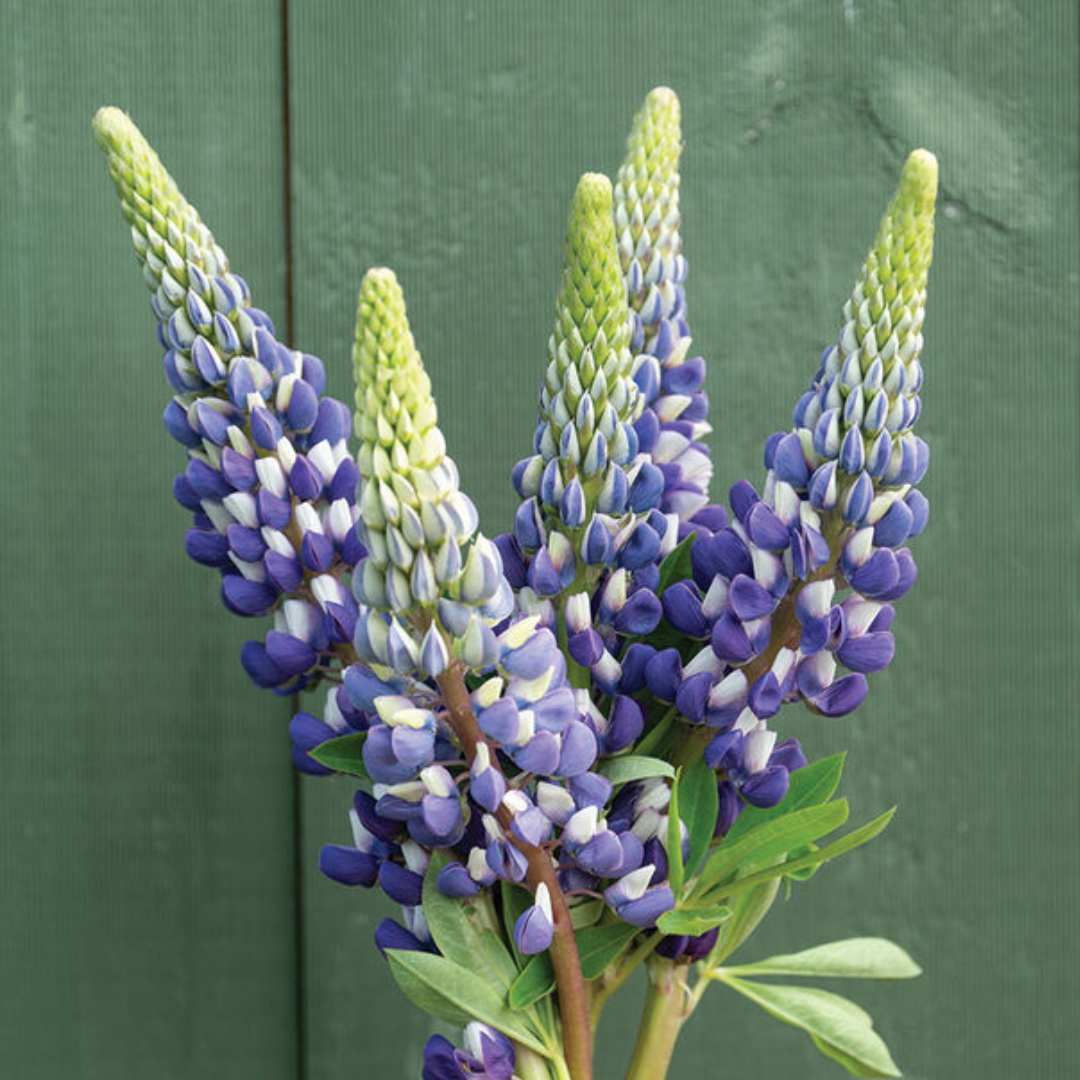 Lupine Seeds - The Governor