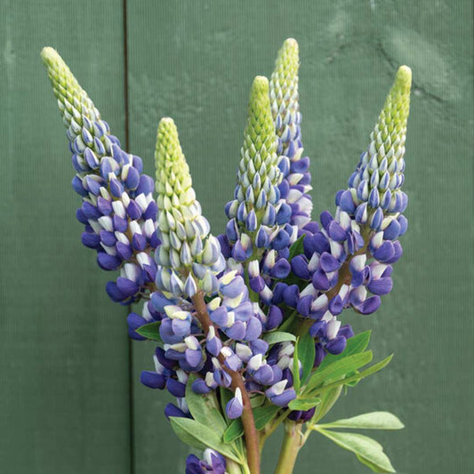 Lupine Seeds - The Governor