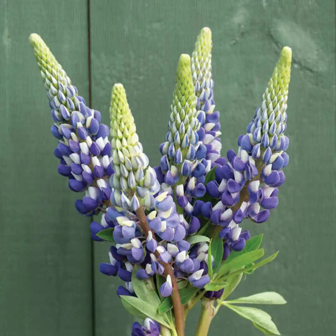Lupine Seeds - The Governor