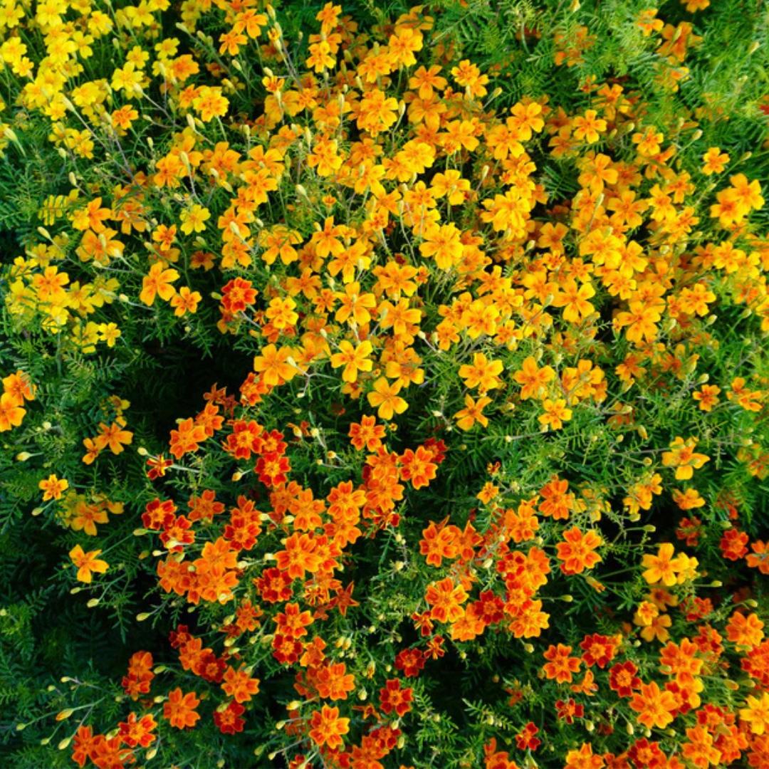 Marigold Seeds - Tiny Gem Starfire Mix