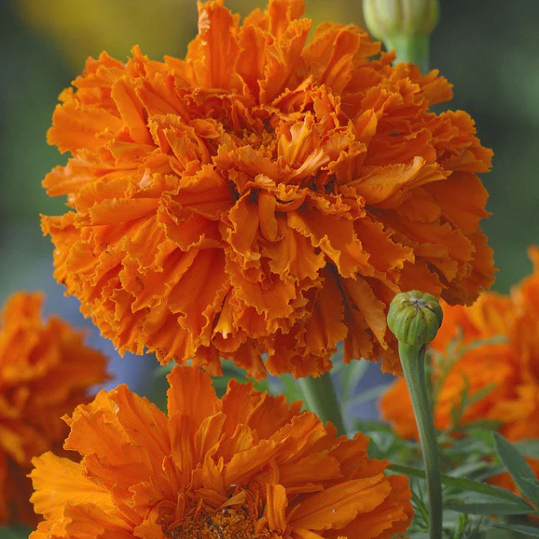 Marigold Seeds - Kee's Orange