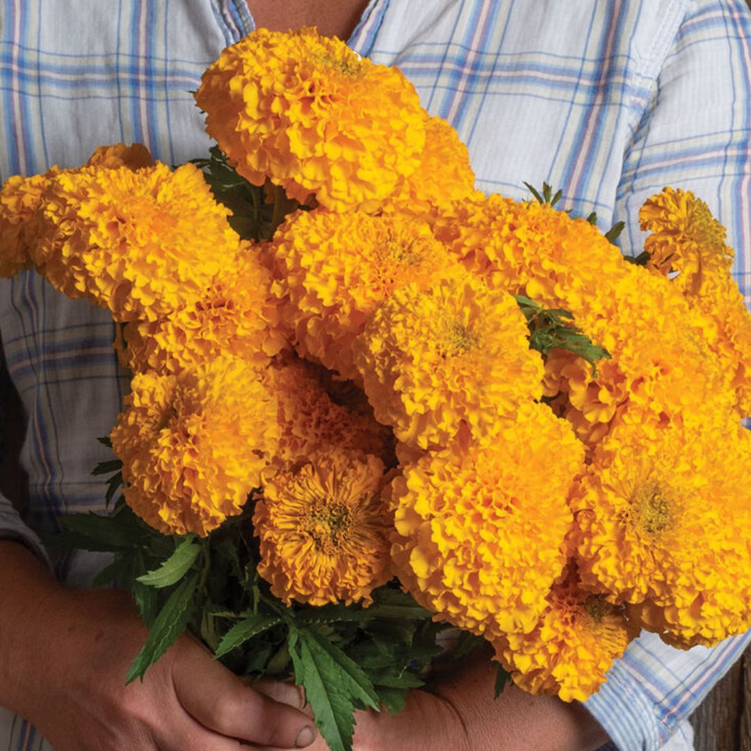 Marigold Seeds - Coco Gold