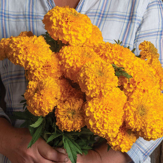 Marigold Seeds - Coco Gold