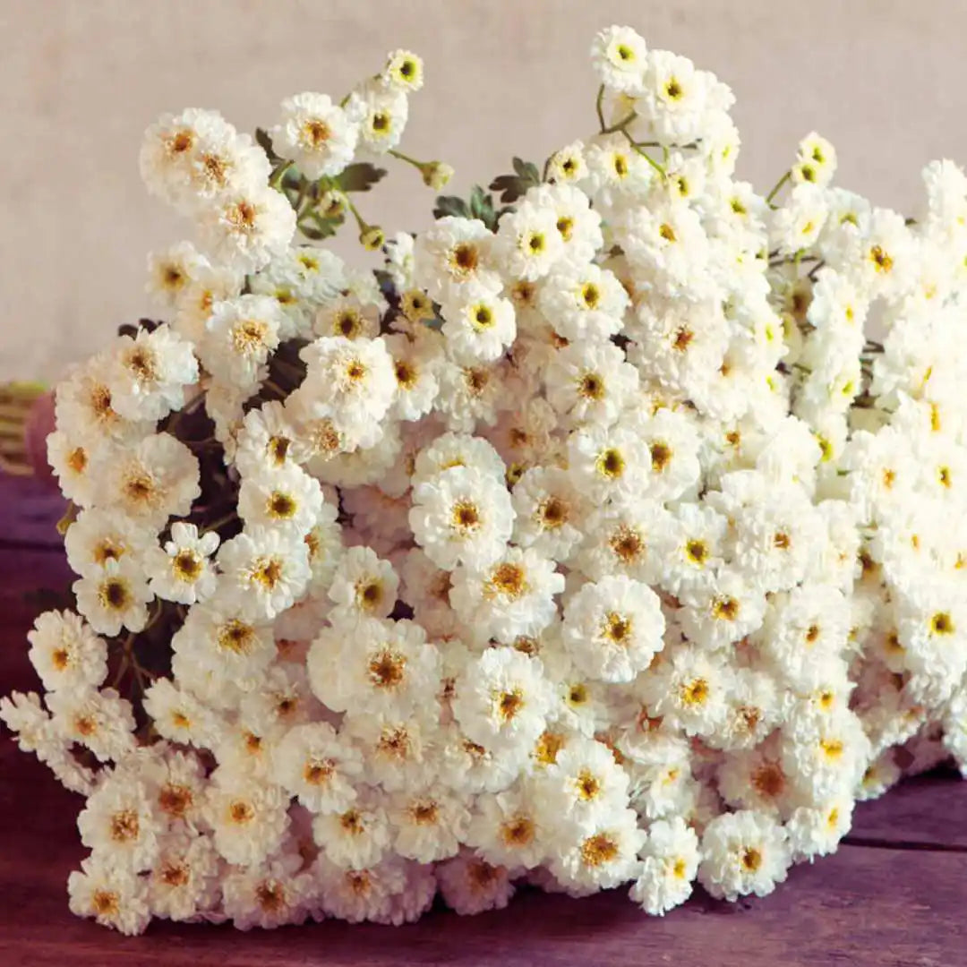Feverfew Seeds - Tetra White