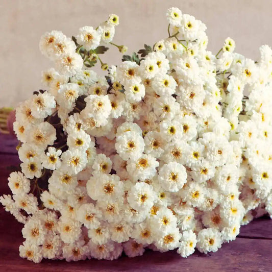 Feverfew Seeds - Tetra White