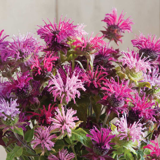 Bee Balm Seeds - Panorama Mix