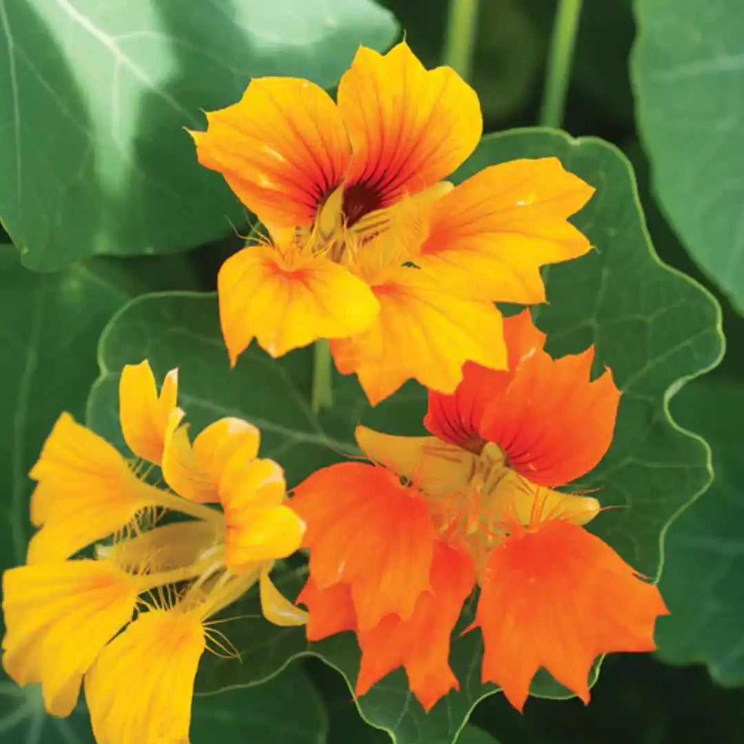 Nasturtium Seeds - Honolulu Mix