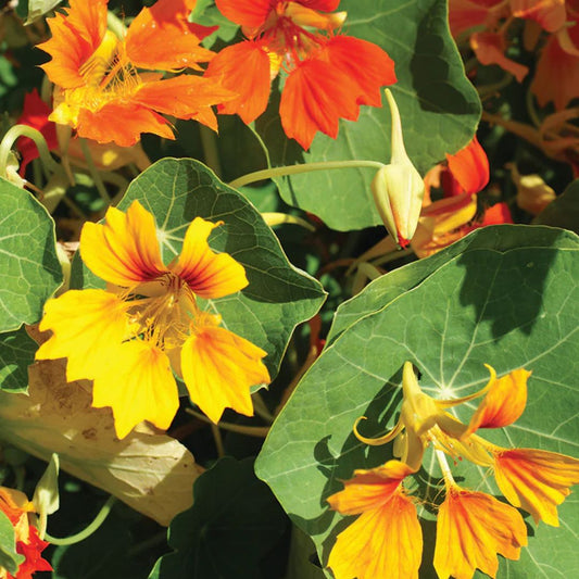 Nasturtium Seeds - Honolulu Mix
