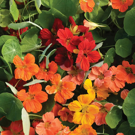 Nasturtium Seeds - Whirlybird Mix