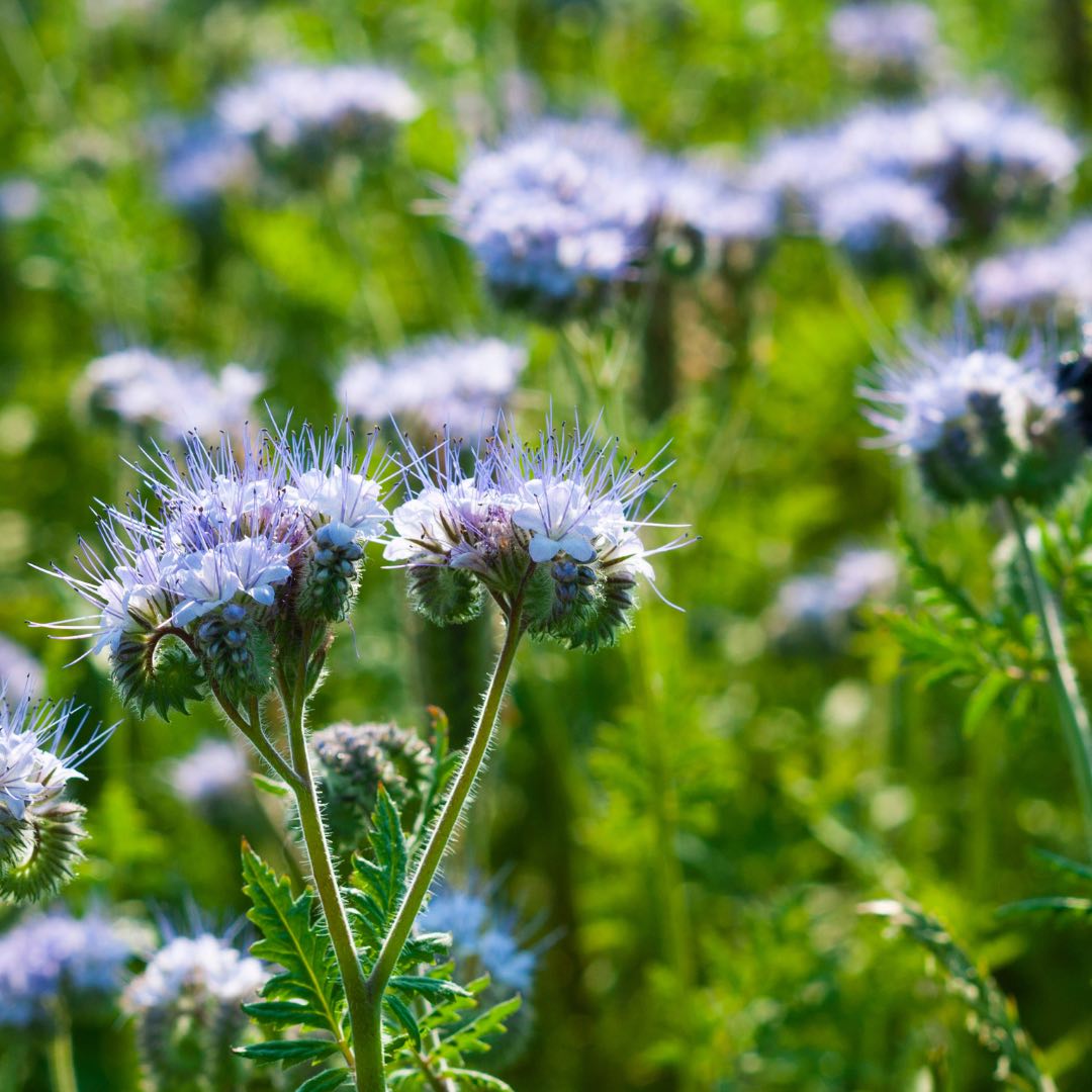 Nectar Facial Oil: Blue Tansy + MCT