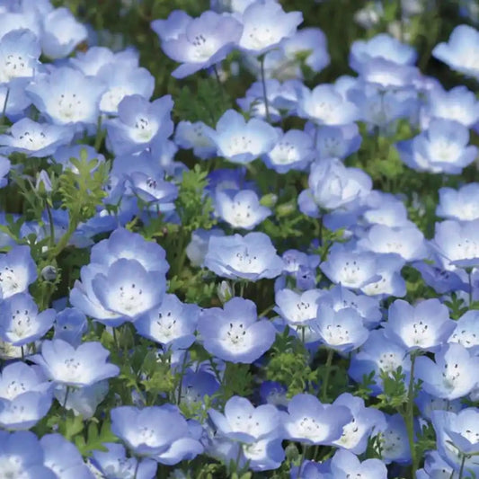 Nemophila Seeds - Baby Blue Eyes