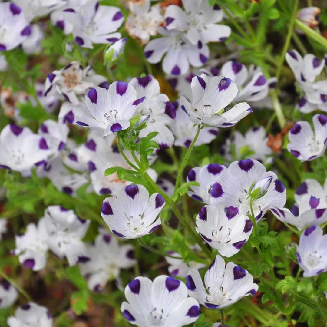 Nemophila Seeds - Five Spot