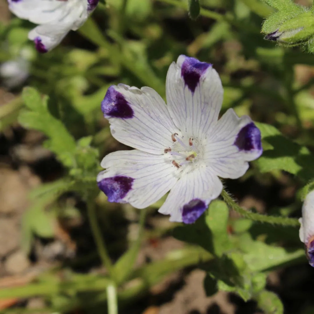 Nemophila Seeds - Five Spot