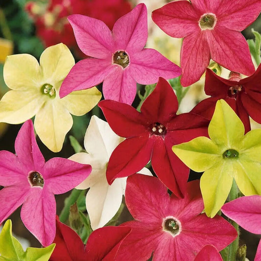 Nicotiana - Sensation Mix