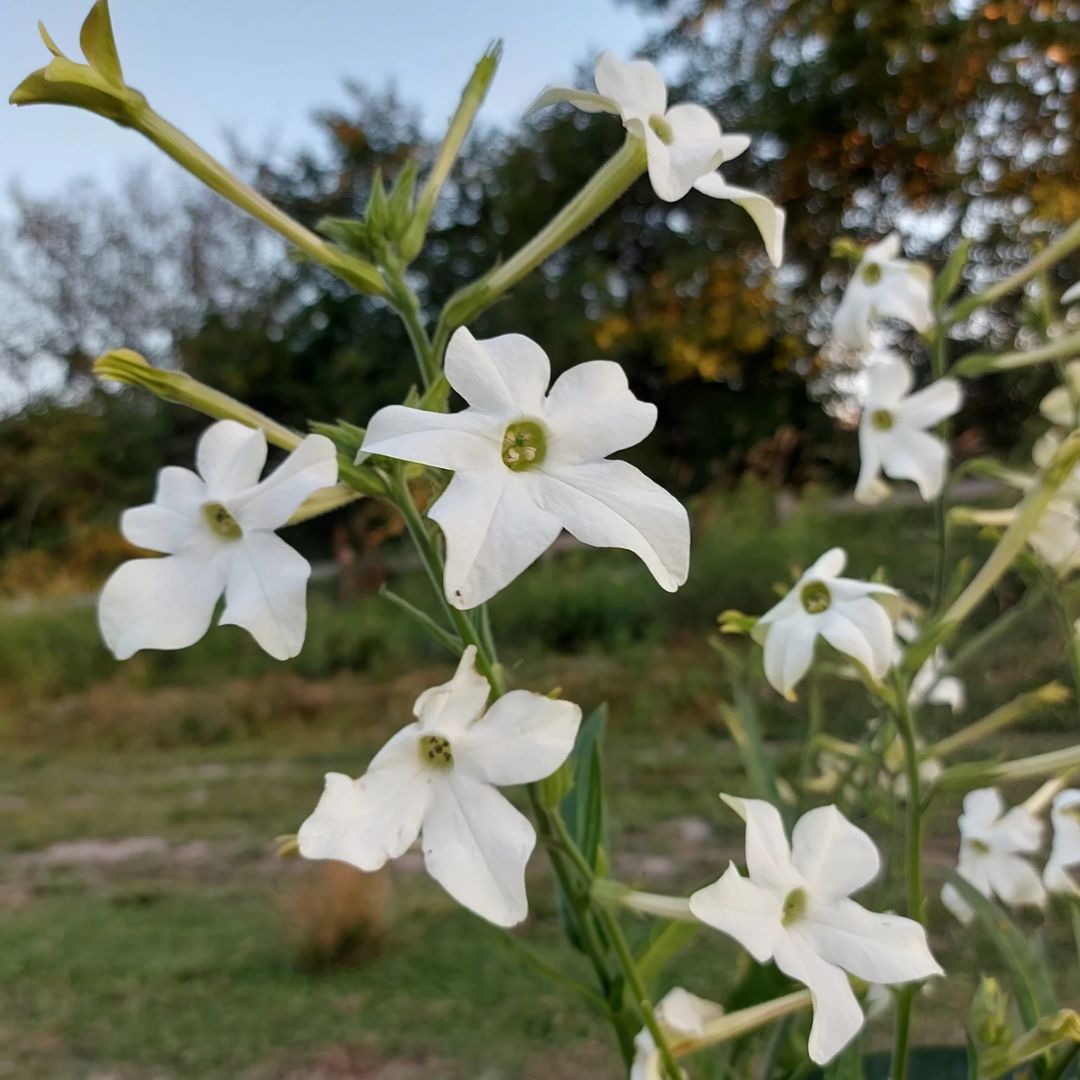Nicotiana Seeds - Jasmine Scented White